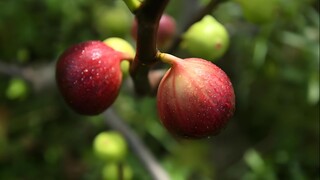 无花果你确定不种两棵？阳台盆栽都能结果，比种花还有成就感