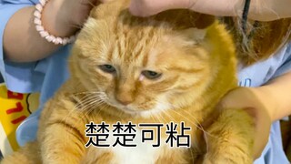 这么委屈的小猫咪，你真的忍心不抱它吗🥺