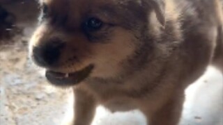 Anjing kecilku juga punya botol garam kok 😡