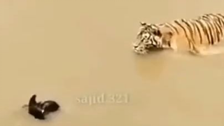 duck vs tiger escape time funny video