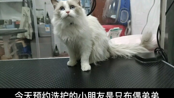 Today I washed a chatty Ragdoll kitten.