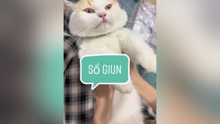 Sổ giun ạ mèo cat