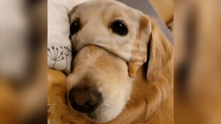 金毛：睡了，又没有完全睡