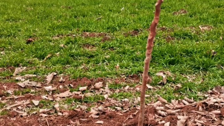 Ketika Anda menemukan tongkat lurus, Anda mendapati bahwa Anda tidak lagi sebahagia sebelumnya.