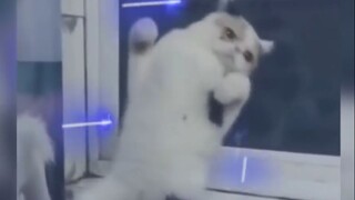 Video collection of cute cats