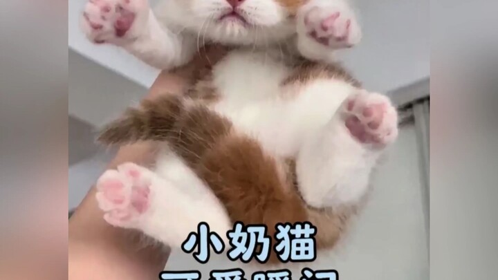 “น้องแมวน้อยตัวนุ่มๆ หอมๆ อยากกินทีละตัวเลย”