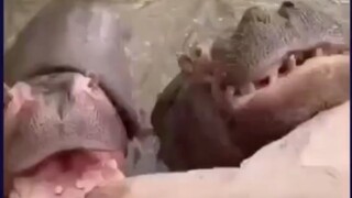 Ngay cả những con hà mã cũng bối rối vì bạn.