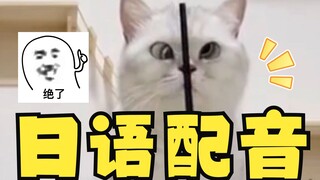 Cute cats, but Japanese version