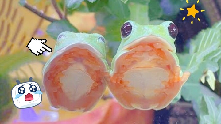 [Frog] It’s so cute when they snuggle together and sleep