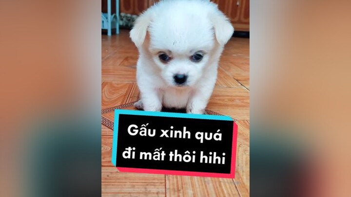 Ko biết đc bao nhiêu tim nữa đây. cunyeucuadua chó chócon chókhôn chócute xuhuong fyp