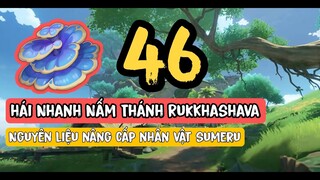 Vị trí 46 Nấm thánh Rukkhashava | Nguyên liệu Nâng cấp Nhân Vật sumeru 3.0 | Genshin Impact