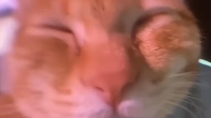 On How Many Different Sounds Cats Make