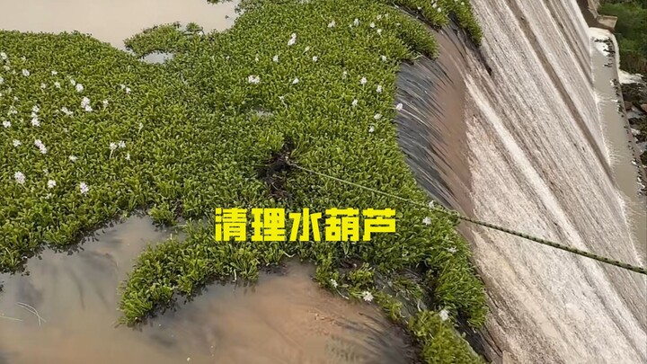 Water hyacinths are rampant and causing a disaster; they’re really a pain to clean up!