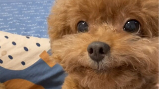 This little dog became oily 15 days after taking a bath