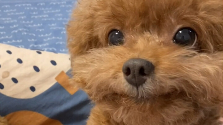 Anjing kecil ini menjadi berminyak 15 hari setelah mandi