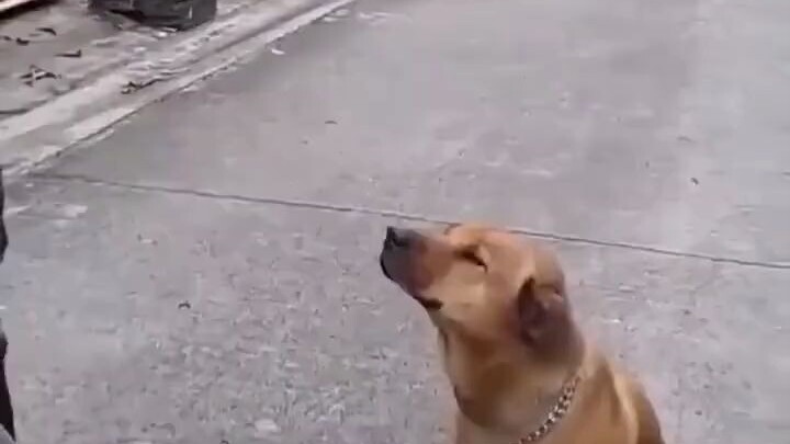 เจ้าตูบไม่กลับบ้านกลางดึก เจ้าของเป็นห่วงจนนอนไม่หลับทั้งคืน พอรุ่งสางก็ถือไม้ยืนรออยู่หน้าประตูเพื่