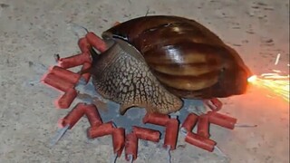 蜗牛：你居然用军火炸了，太魔鬼了！