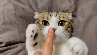 你被一只猫宠过吗，生活很甜，因为有你