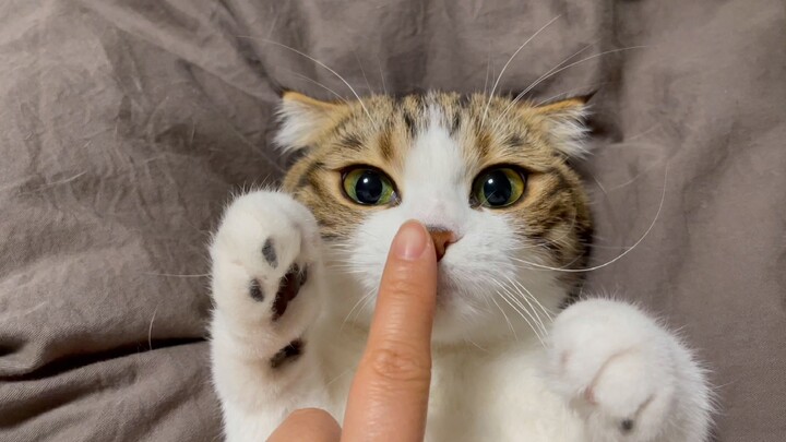 Have you ever been spoiled by a cat? Life is sweet because of you.