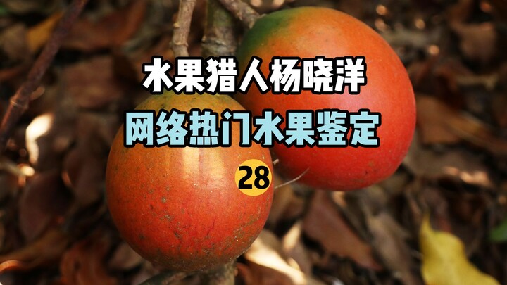 【صياد الفواكه】 تحديد هوية الفواكه الشائعة على الإنترنت 28