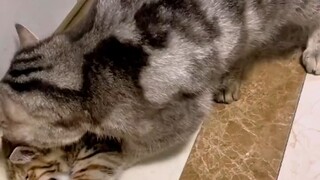 The kitten bit its owner and got a severe scolding from its mom cat.