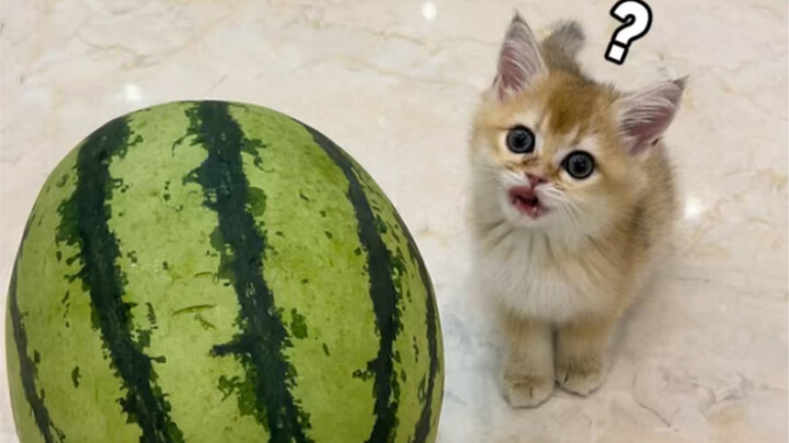 ลูกแมวตัวน้อยบ้านข้างๆ กลับเป็นเจ้าจอมพร่ำเพรื่อเสียจริงๆ