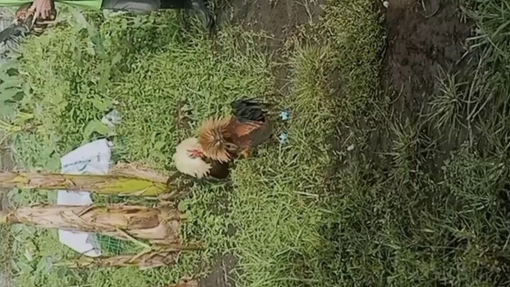 Exam na nila. Hawak na sila ng Conditioning Team. Nov. 24,2025 SMC 6 stag Derby. -ASIANAVHOKPUA-