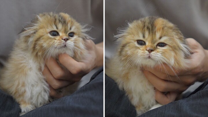 Renovating two little kittens at the same time—blowing their fur makes them so comfy their ears almo