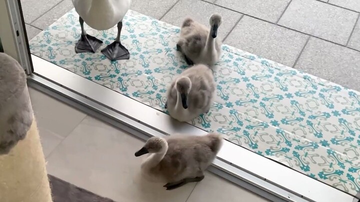 Keluarga angsa datang berkunjung ke rumah saya.