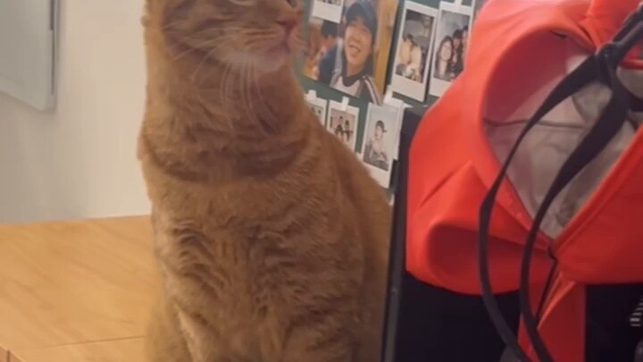 One trick to teach you how to cure your cat’s problem of rushing out when opening the door! !