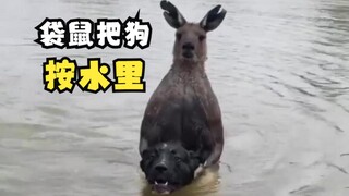 袋鼠的袭击画面！