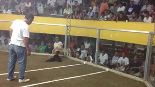 White Armalite Bloodlines lakas talaga.