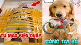 Thú Cưng Vlog | Tứ Mao Ham Ăn Đại Náo Bố #9 | Chó thông minh đáng yêu vui nhộn | Smart dog funny pet