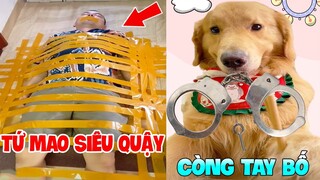 Thú Cưng Vlog | Tứ Mao Ham Ăn Đại Náo Bố #9 | Chó thông minh đáng yêu vui nhộn | Smart dog funny pet