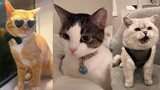 Kompilasi Kucing Lucu dan Imut