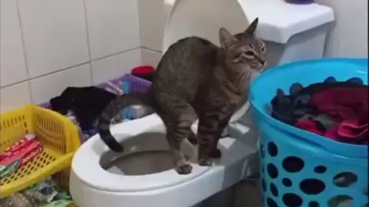 猫片