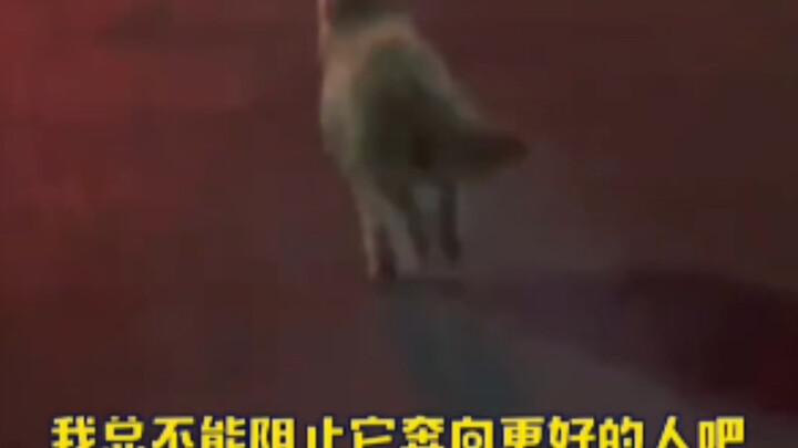 I’m so sad to see you go, but as long as the dog can be happy, it’s okay.