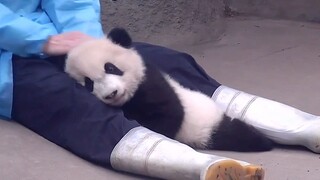 Repotnya Jadi Perawat Panda
