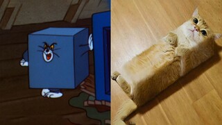 This must be Tom and Jerry, don't you dare to deceive me?
