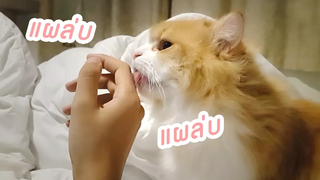 Theycallmemeaow กังฟูเลียมือแทนคำขอบคุณ