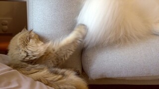 What happens when a cat scratches a dog? The golden tabby mochi gets beaten up so badly it starts qu