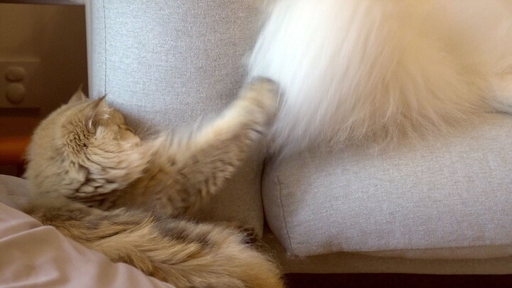 猫扒拉狗会发生什么？金渐层麻糬被打到怀疑猫生，爸爸：像250【两个人一条狗】