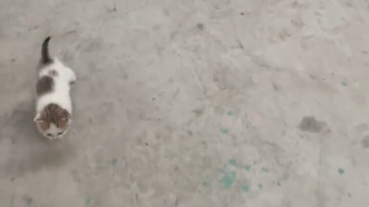 Mom Cat Returns from Foraging—The Sky Falls!