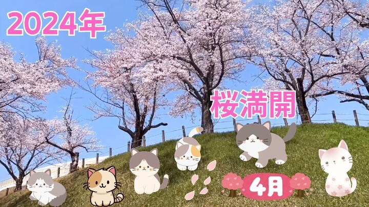 2024年4月中旬　桜満開🌸今年も桜を見れて嬉しいね🌸I'm happy to see cherry blossoms again this year in 2024😊😊