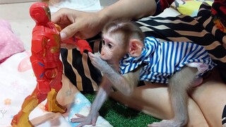 Mom entertain baby monkey Mino with toys