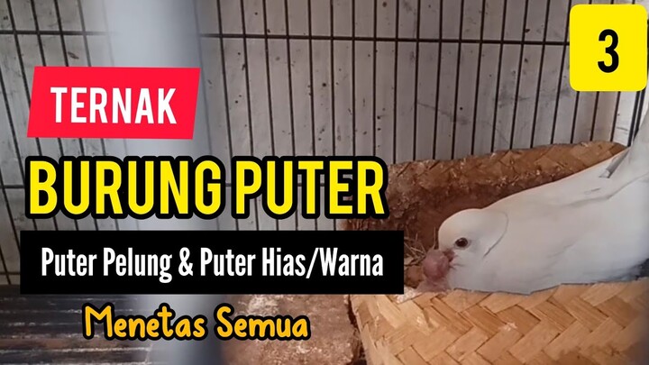 UPDATE! Ternak Puter Pelung, Puter Jambul Hias Warna, Menetas Semua