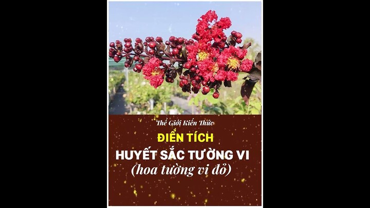 Trích Đấu Thần: Huyết sắc tường vi.