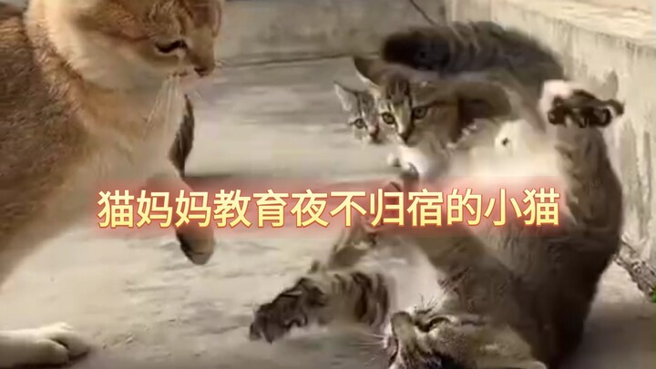 A mother cat teaches her kitten who stays out all night