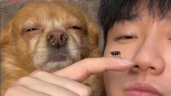 家里来了一只苍蝇，于是我们合拍了视频