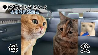 【熟/猫meme】去买东西的猫家族